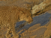 Leopard [ 10 images ]